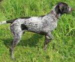 Дратхаар - легавая охотничья собака
