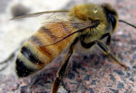 Пчелы, болезни пчел