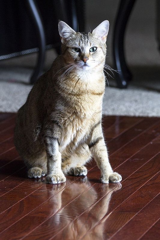 Пикси-боб - крупная кошка, входит в в десятку самых больших домашних пород в мире