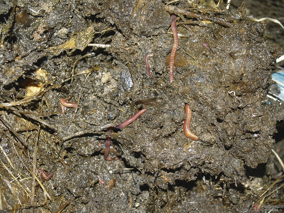 Если компостная куча летом достаточно увлажнена и богата питательными веществами, навозные черви выживают в ней и в жару. Каждый подъем вилами извлекает на поверхность множество червей.