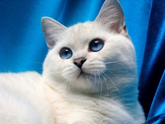 Этот прекрасный голубоглазый британец - кошка шиншилла с переливающимся окрасом шерсти