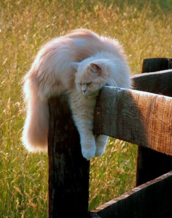 Для кошки перса требуется индивидуальное просторное место, где она сможет вытянуться во всю длину или свернуться клубочком