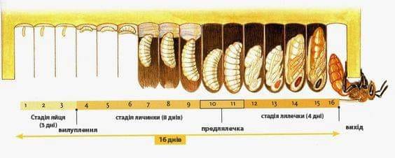 Цикл рождения пчелы (от яйца до вылупления)