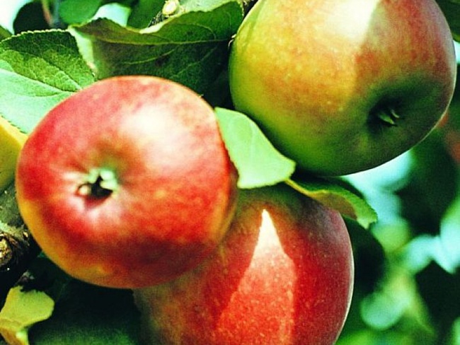 Как заложить яблоневый сад, сорта долговечных яблонь, подвои
