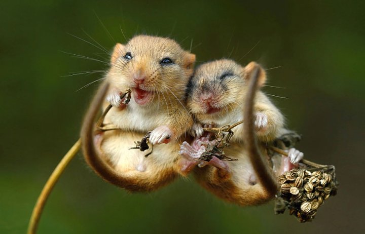 фотографии крошечных и забавных диких мышек (7)