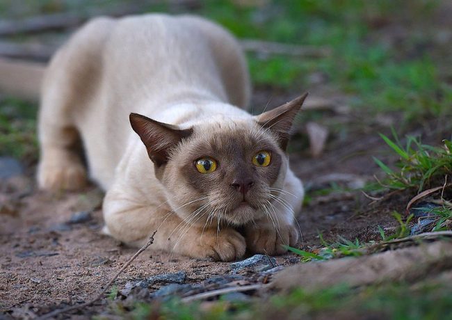 Отличительной особенностью бурманской кошки являются янтарно-медовые глаза