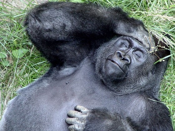 Некоторые считают самыми умными животными горилл