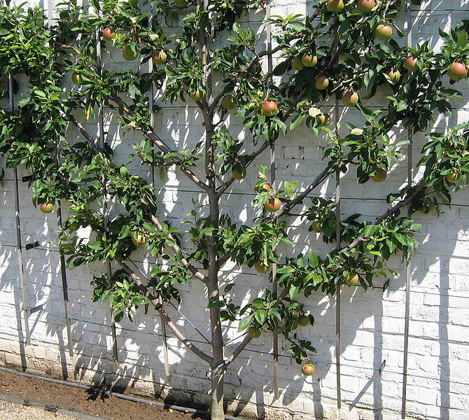 Плодовые деревья на шпалерах - замечательная идея для маленького участка