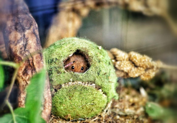 фотографии крошечных и забавных диких мышек (11)