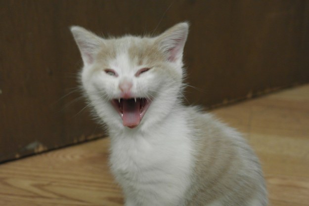 15 реакций котов на повседневные ситауции кот, реакция, юмор