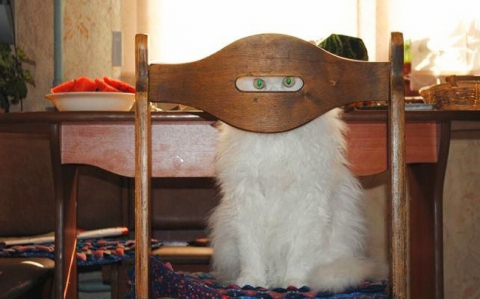 18 доказательств, что коты — многогранные личности котэ, кошки