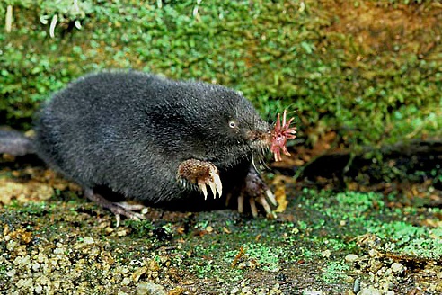 MB01-147z Star-nosed Mole - adult searching for food - Condylura cristata