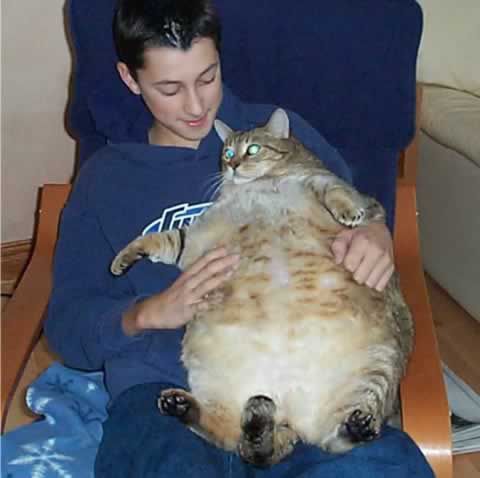Царь-кошки. Самые большие коты в мире коты, самые большие