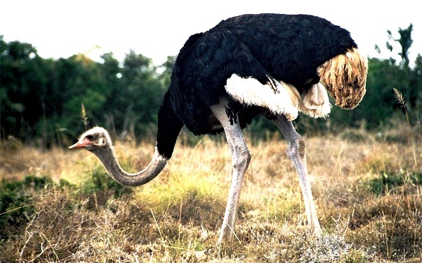 Картинки по запросу Африканский страус