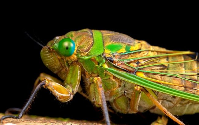 Цикада. Все семейство этих «музыкальных» насекомых напоминает ночных бабочек. Особи имеют короткую голову с сильно выдающимися вбок сложными глазами. Еще 3 простых глаза треугольником расположены на темени. Усики короткие, состоящие из 7 члеников. Ротовой аппарат представлен 3-членистым хоботком