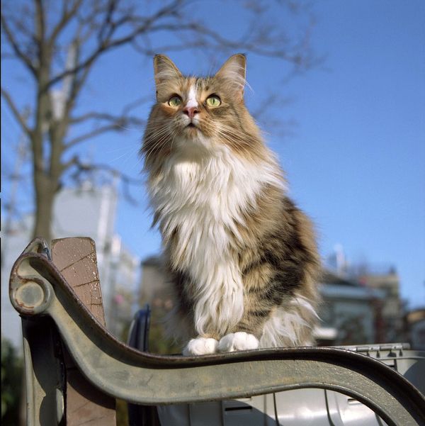 Норвежские лесные кошки здоровенные. Взрослый кот может весить более семи килограммов