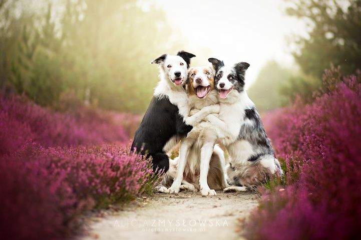 Красивейшая фотосессия собак собаки, бордер-колли, фотосессия