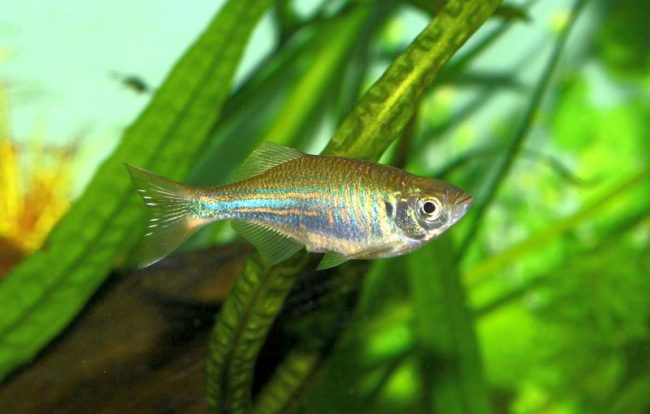 Данио малабарский - спокойная и миролюбивая рыбка