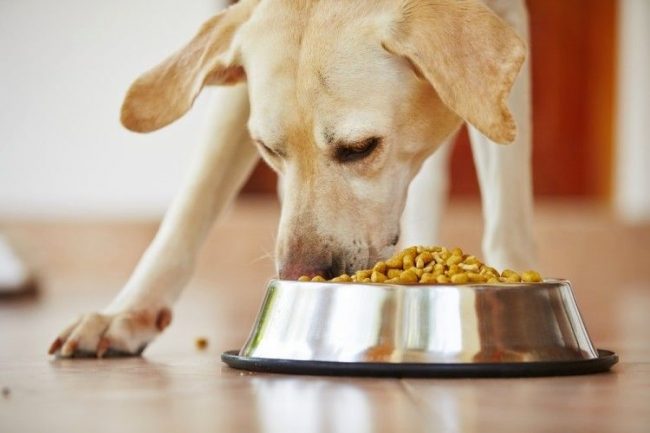 Собака может заразиться лишаем, если поесть из миски больного животного