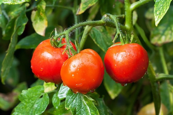 Как подготовить семена томатов к посадке рассады — основные рекомендации —