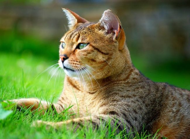 Кошка египетская мау очень преданна своему хозяину. Она обожает проводить время с людьми и совершенно не терпит одиночества
