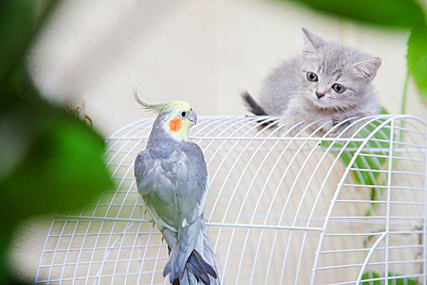 Британский котенок внимательно изучает попугая, чтобы понять - дружить с ним или охотиться на него