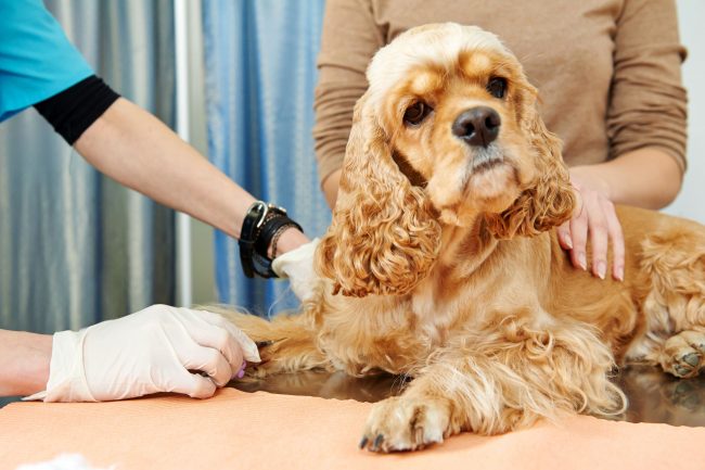 Поскольку аллергия является «поломкой» иммунной системы, в качестве профилактики ветеринар может назначить иммуностимуляторы, изменить режим питания и отрегулировать физические нагрузки собаки