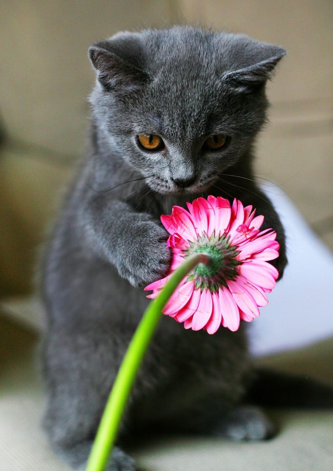 Британский голубой котенок игриво теребит розовый цветочек