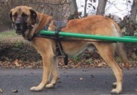 Бельгийский мстиф (Фламандская упряжная собака, бельгийский матен)