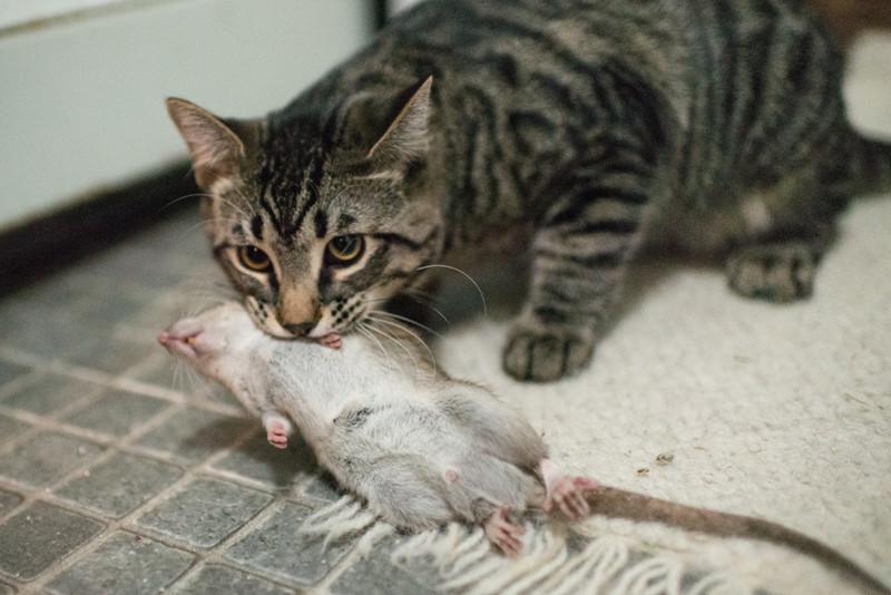 Почему кошки приносят хозяину домой убитых ими животных? (4 фото)