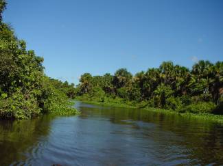 Река Рио-Негро места обитания Карнегиеллы мраморной.
