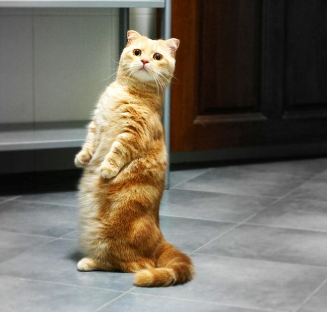 Знаменитая поза манчкина - чтобы осмотреться кот садится на седалище и крепко упирается хвостом