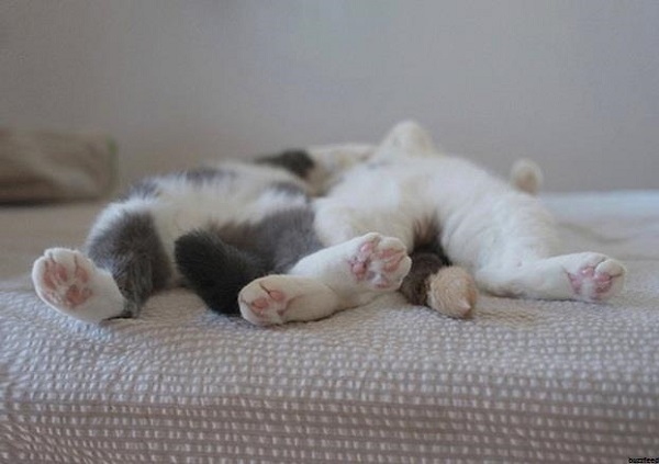 27 котов, уснувших в самых неподходящих местах  кот, сон