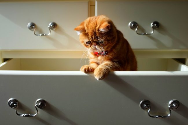 Кот экзот умеет самостоятельно умываться и очищать свою шубку, поэтому устраивать для него банные процедуры нужно раз в 1-2 месяца