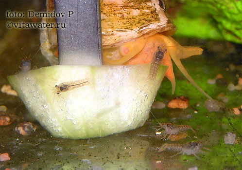 Кубинские раки (Procambarus cubensis) в возрасте 12 дней