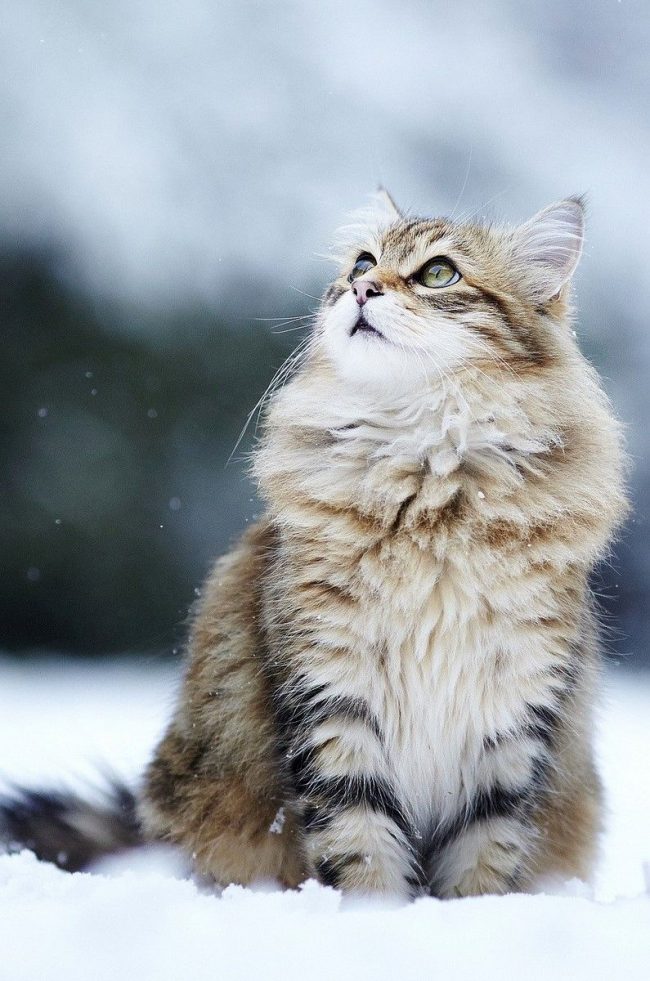 Norvejskii_lesnoy_kot_16Норвежская лесная кошка располагает шикарной длинной и густой шерстью, которая помогает выживать в строгих условиях Норвегии. Эти кошки неимоверно выносливые, легко переносящие и снег, и ветер