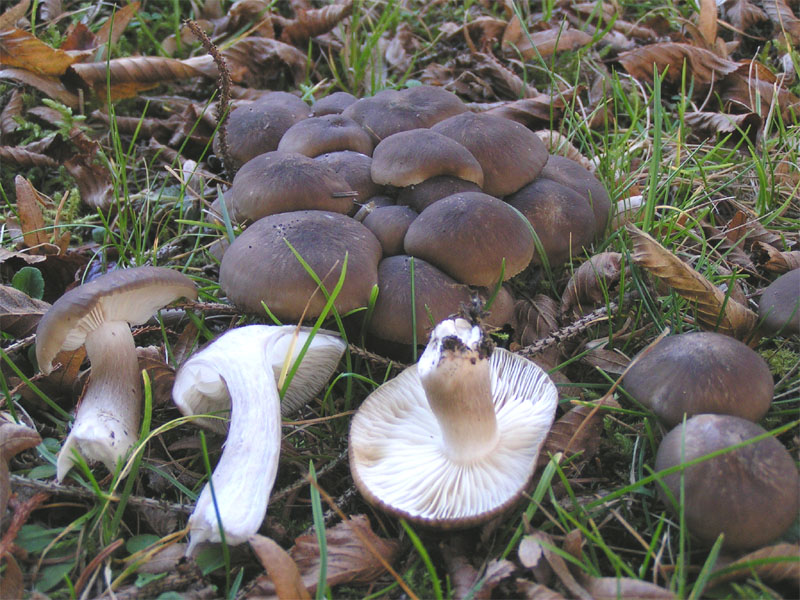 Рядовка - съедобные и несъедобные грибы, фото
