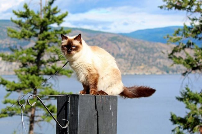 Рэгдолл – изумляющая, шикарная кошка с прекрасной внешностью и чудесным нравом