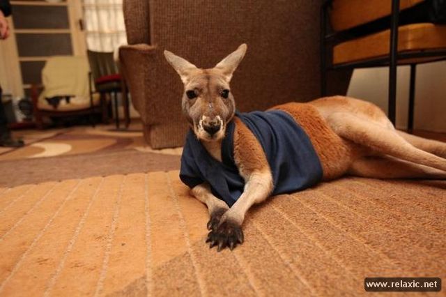 Pet_Kangaroo_002