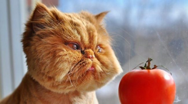 Рыжий кот практикует гипноз. Вот сейчас это помидор превратиться в кусок мяса