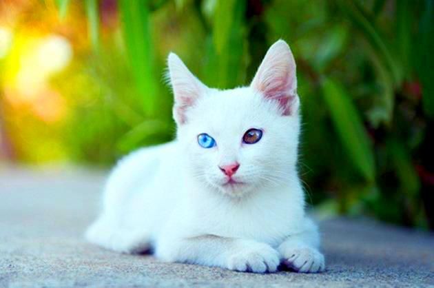 По мнению этологов, белая кошка с разными глазами – это совершенная непредсказуемость. Она очень быстро меняется в характере, никогда не понять, что привлечет ее внимание