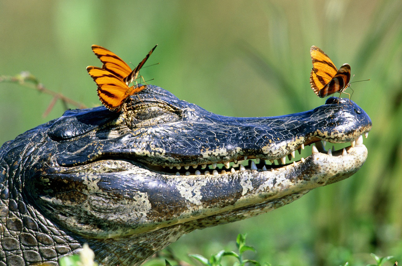 кайман крокодиловый крокодил