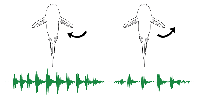 Рисунок иллюстрирует движение плавника при извлечении звуков.