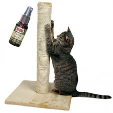 Запах мяты может помочь приучить кошку к когтеточке