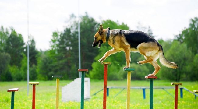 Соревнования по аджилити для собак разделено на три категории: мини, миди и стандарт - в зависимости от размеров участников