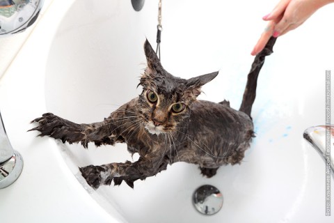 Яндекс научит мыть котиков