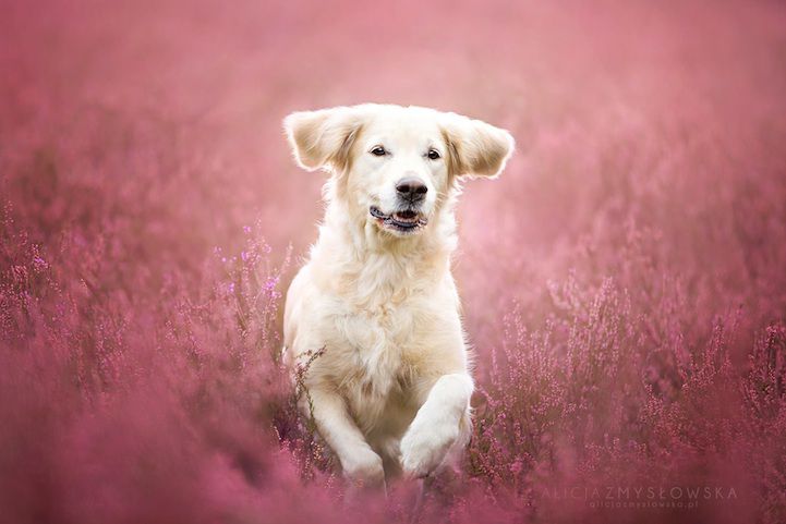 Красивейшая фотосессия собак собаки, бордер-колли, фотосессия