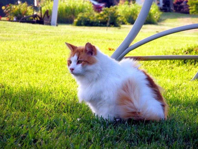 Умная и энергичная кошка турецкий ван