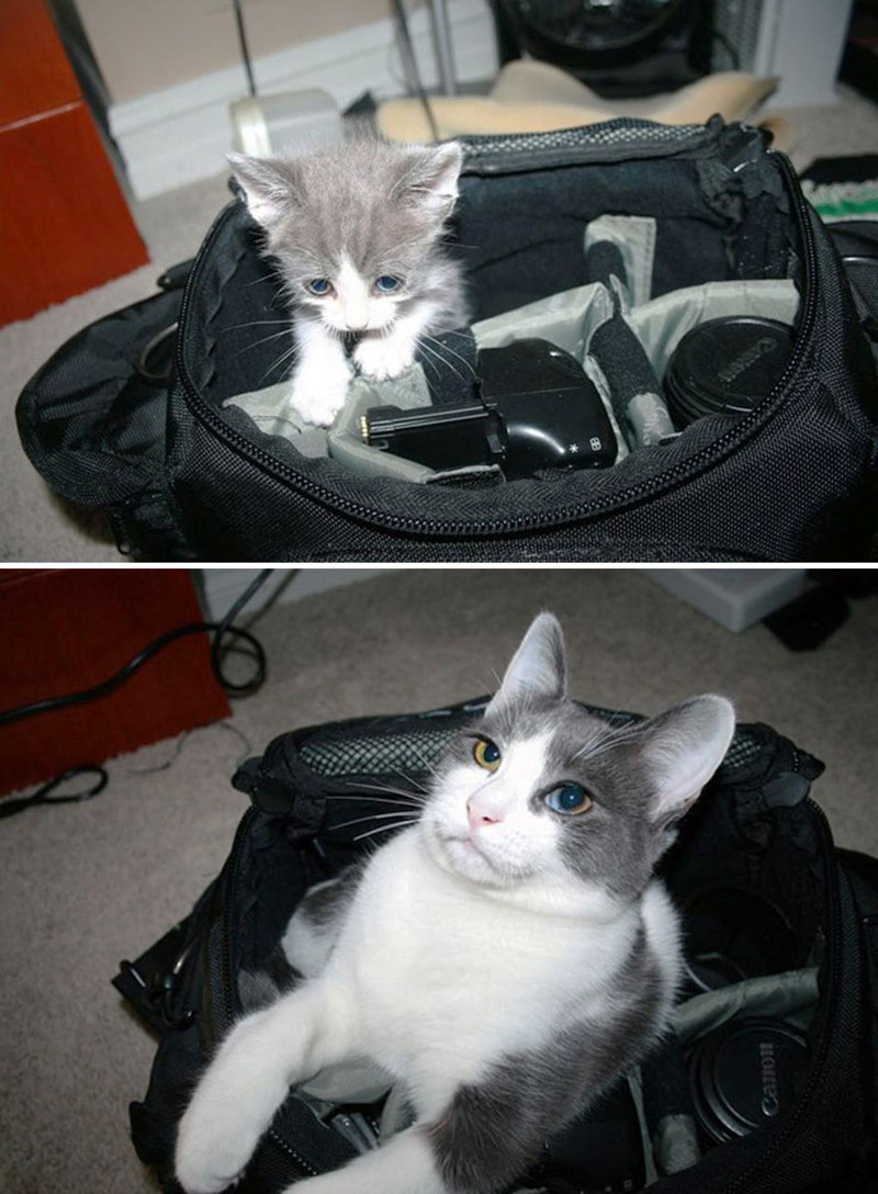 До и после  животные, кошки