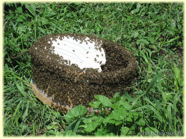Роевые пчелы облепили роевню,в которой находится их матка